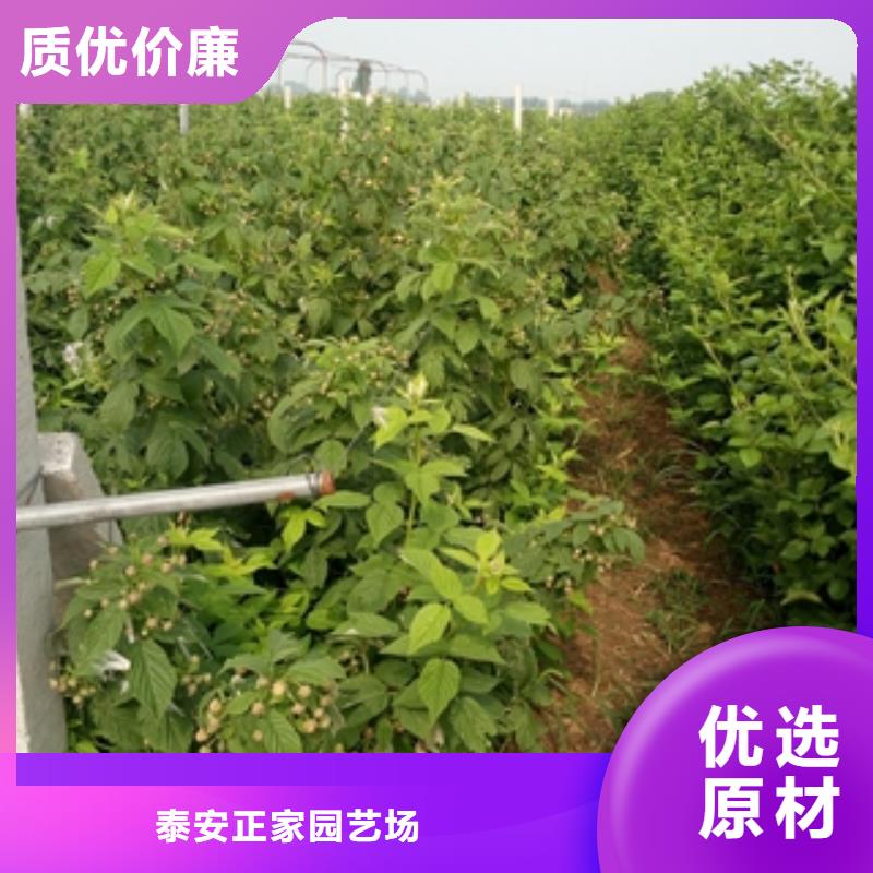 多年厂家可靠【树莓苗】_国槐把实惠留给您