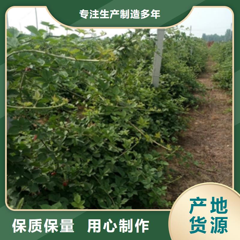 【 树莓苗蓝莓苗现货充足量大优惠】正家