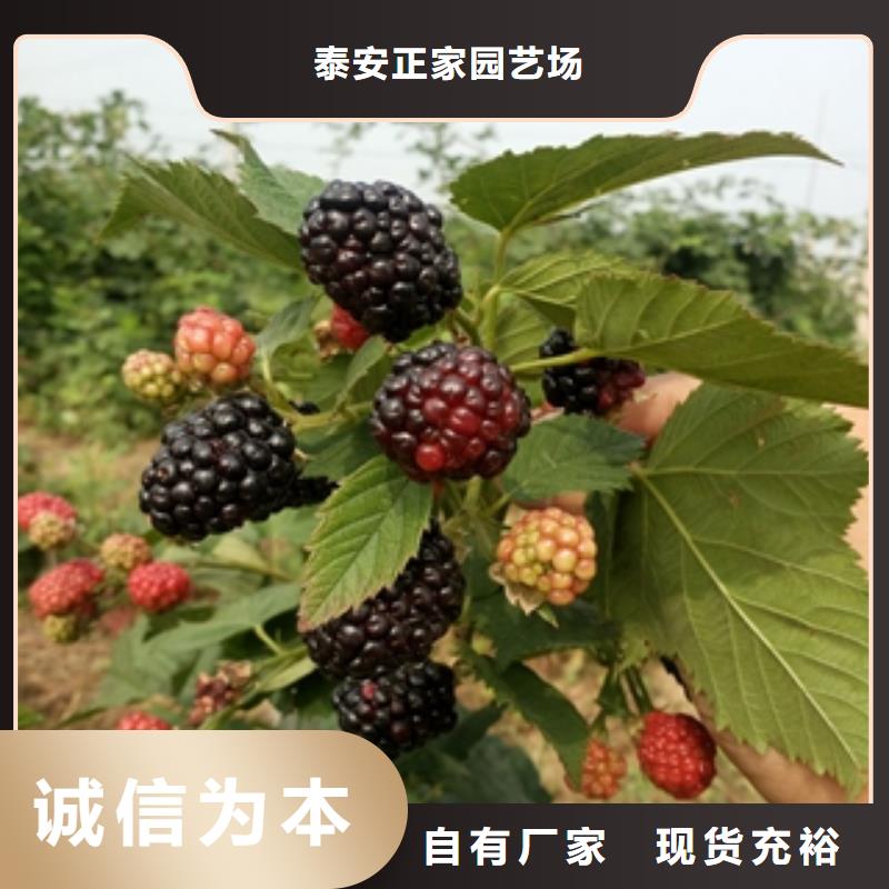【 树莓苗蓝莓苗现货充足量大优惠】正家