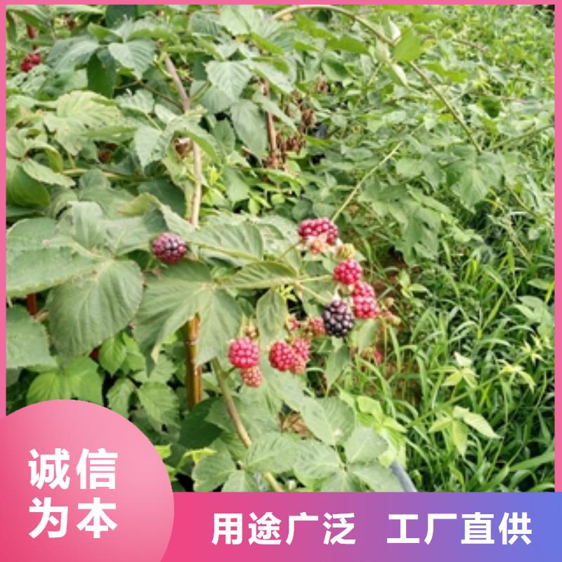 用心做产品 树莓苗【绿化树 绿化工程】一站式供应厂家_二八商务