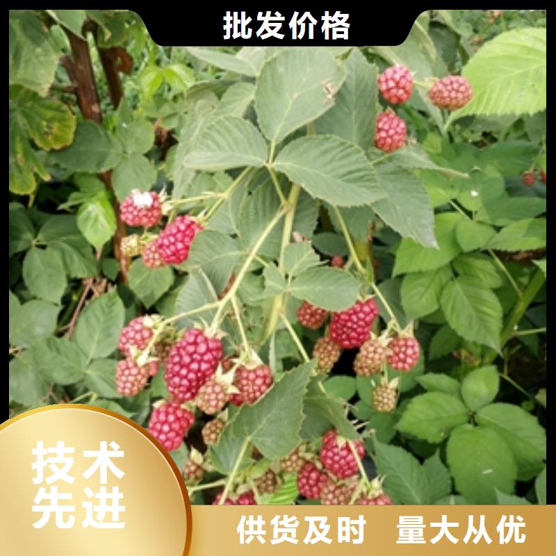多年厂家可靠【树莓苗】_国槐把实惠留给您