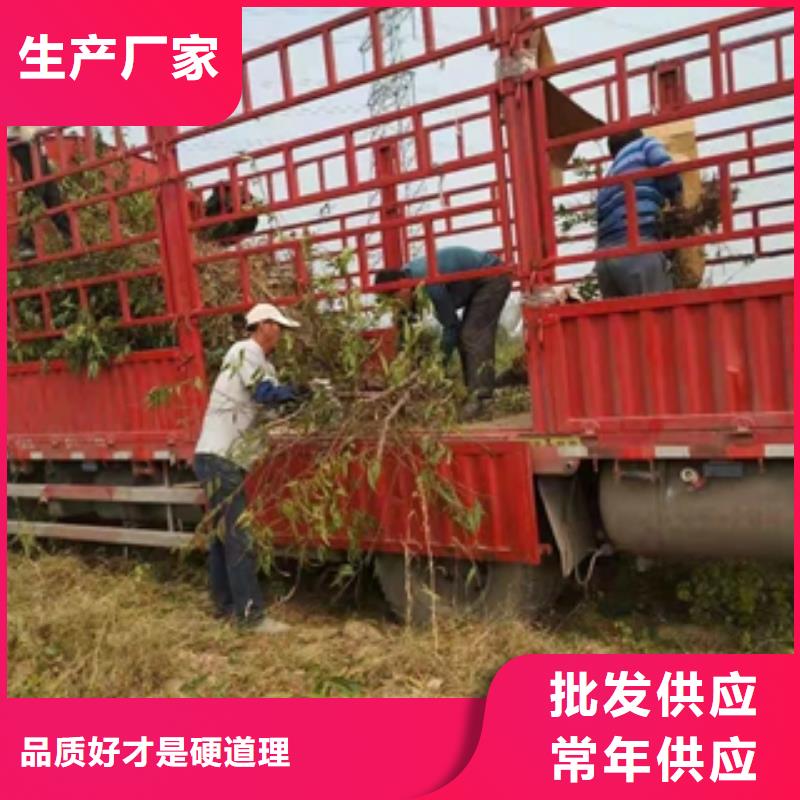 桃树占地果树厂家