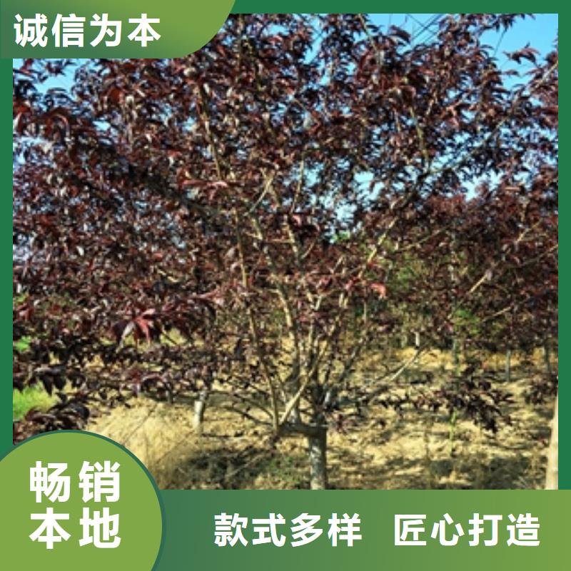 库存丰富【桃树】樱桃苗实拍品质保障-生产厂家