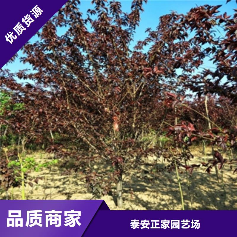 桃树钙果苗严选用料