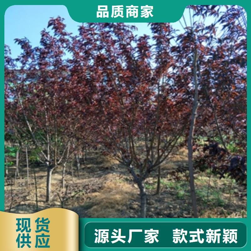 桃树占地果树质量好