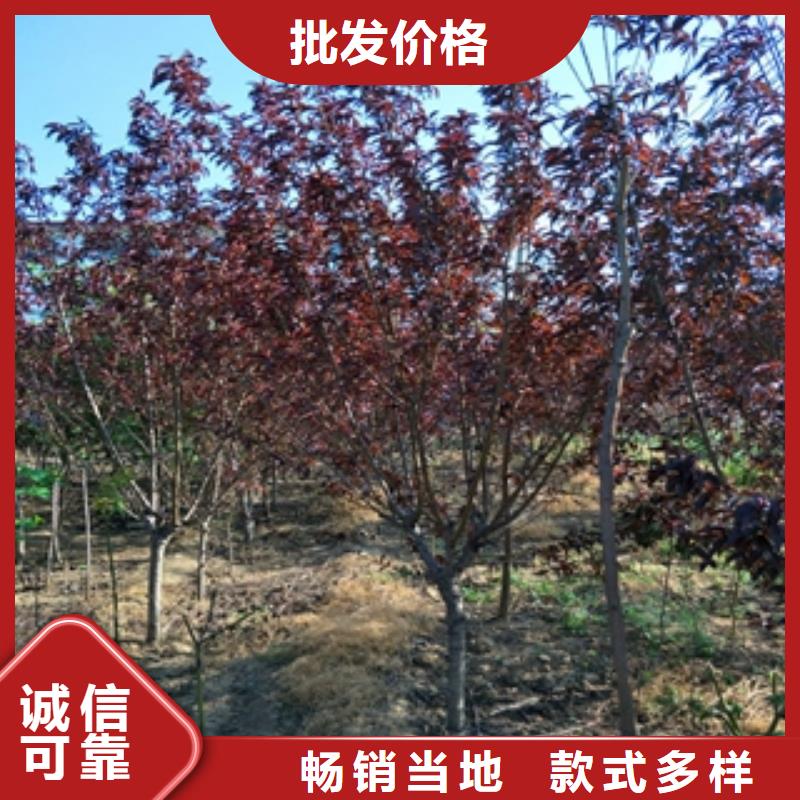 桃树占地果树厂家