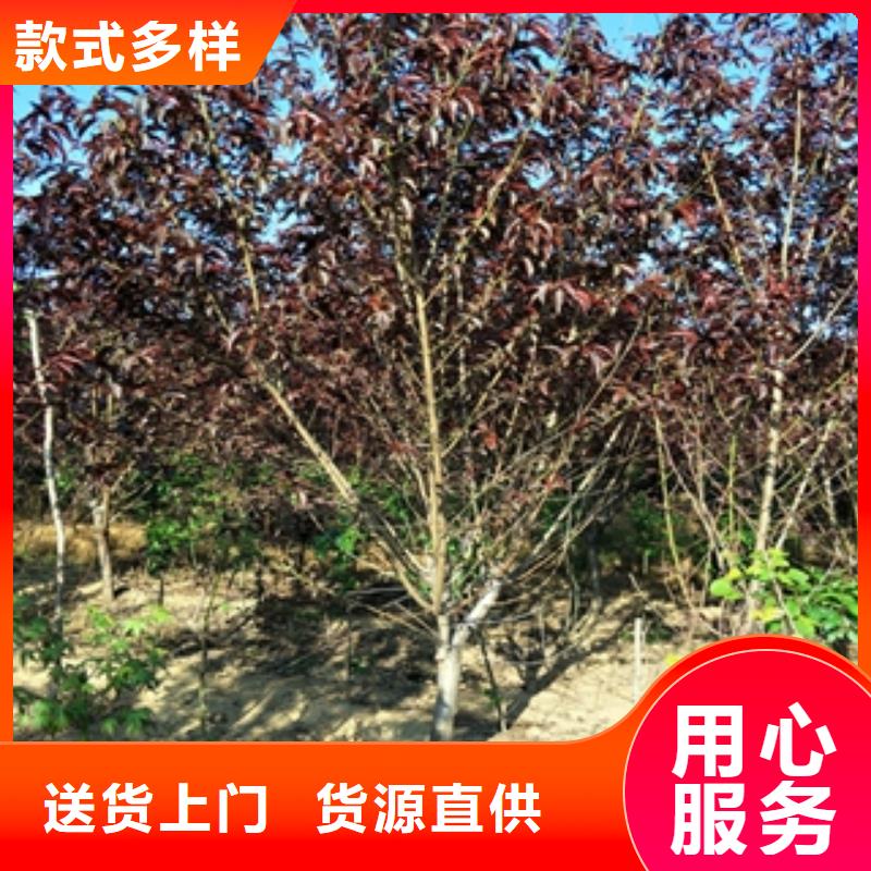 桃树绿化树绿化工程支持定制