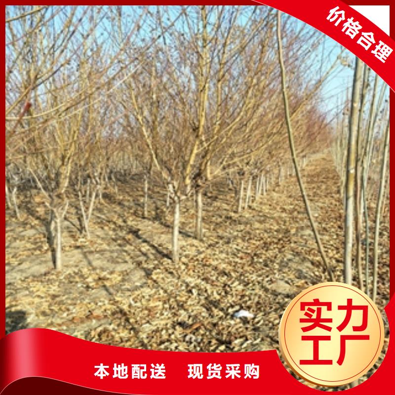 桃树占地果树货品齐全