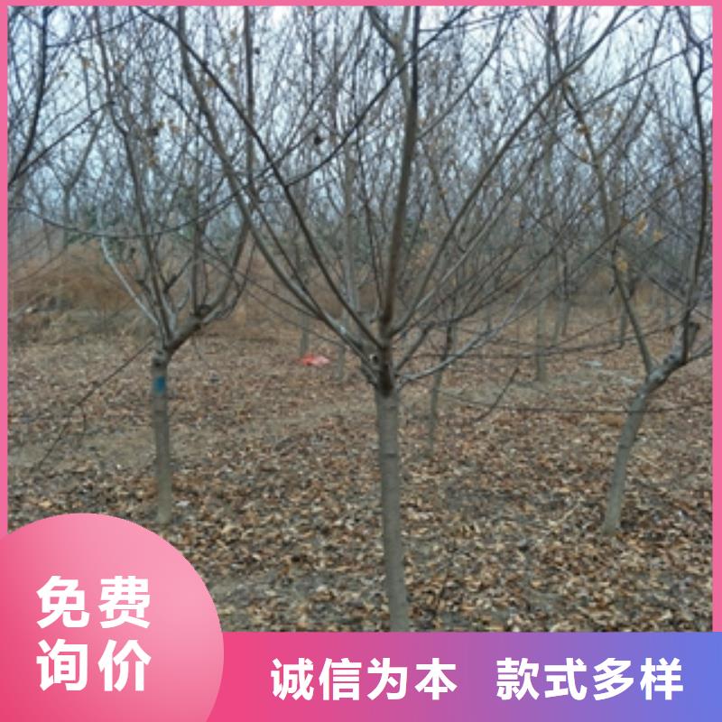 桃树占地果树颜色尺寸款式定制