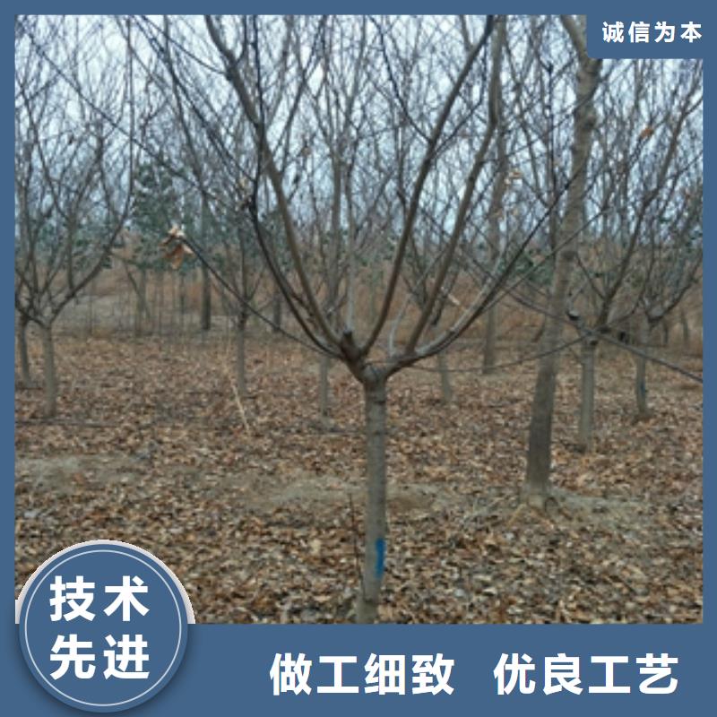 桃树 【核桃苗 樱花苗 长果桑树苗】诚信商家由正家为您