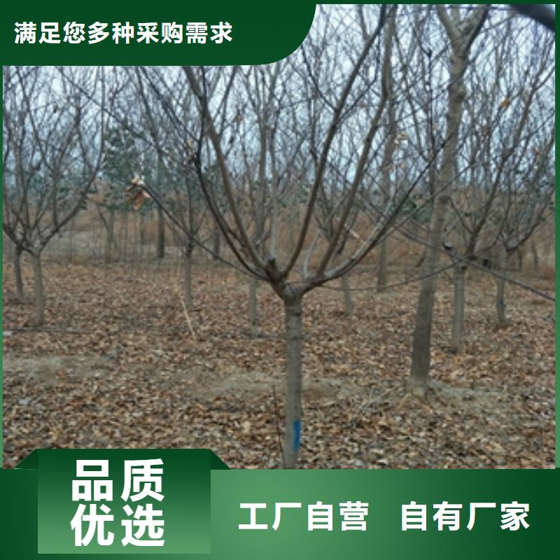 桃树占地果树颜色尺寸款式定制