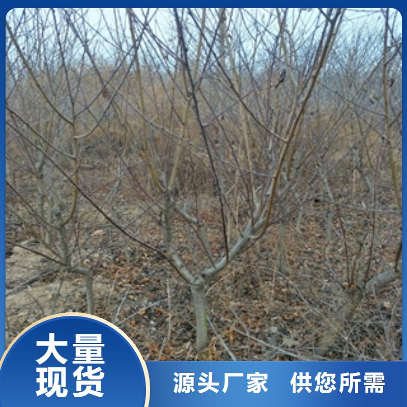 桃树,樱桃苗优良材质
