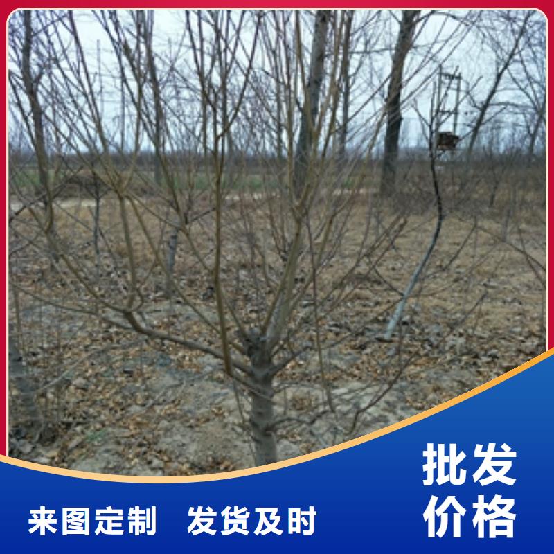 桃树泰山景松造型景松快捷物流