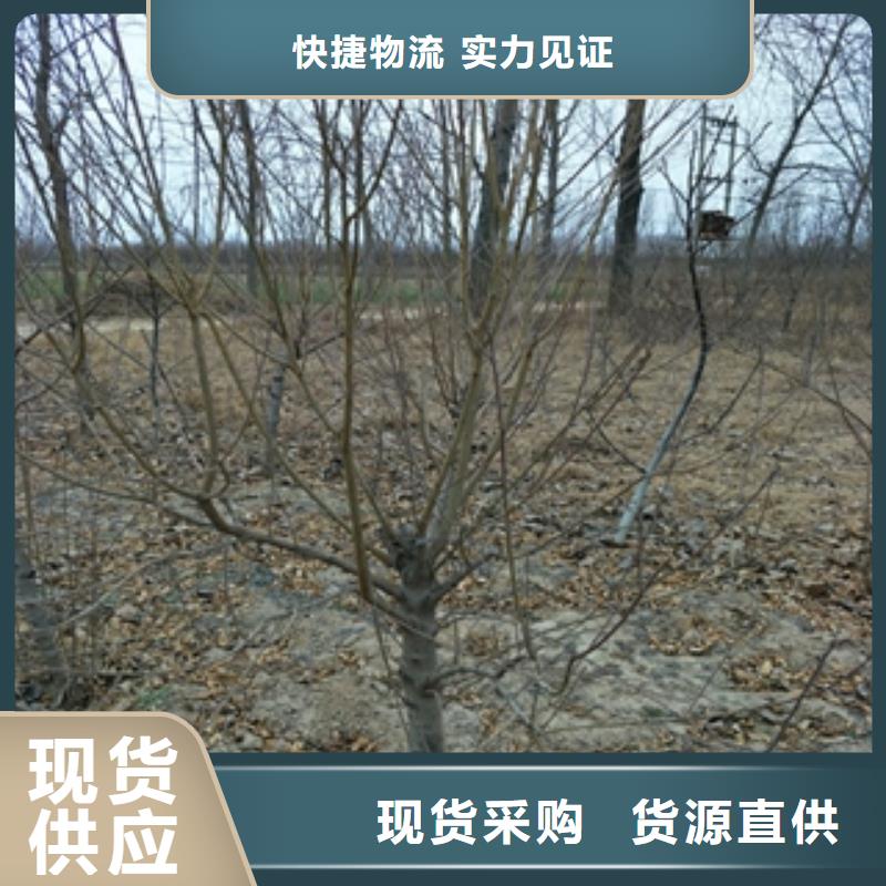 桃树樱桃苗一件也发货