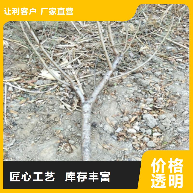 【桃树】樱桃苗实拍品质保障正家