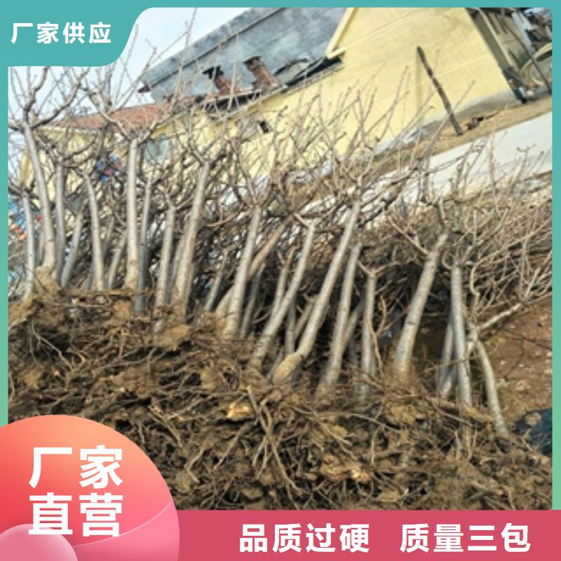 【桃树】樱桃苗实拍品质保障正家