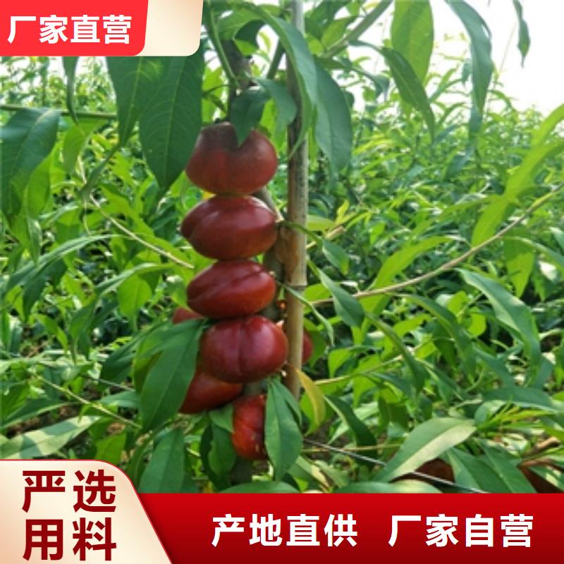 桃树占地果树常年供应
