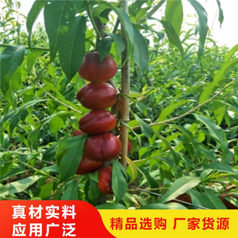 【桃树】樱桃苗实拍品质保障正家