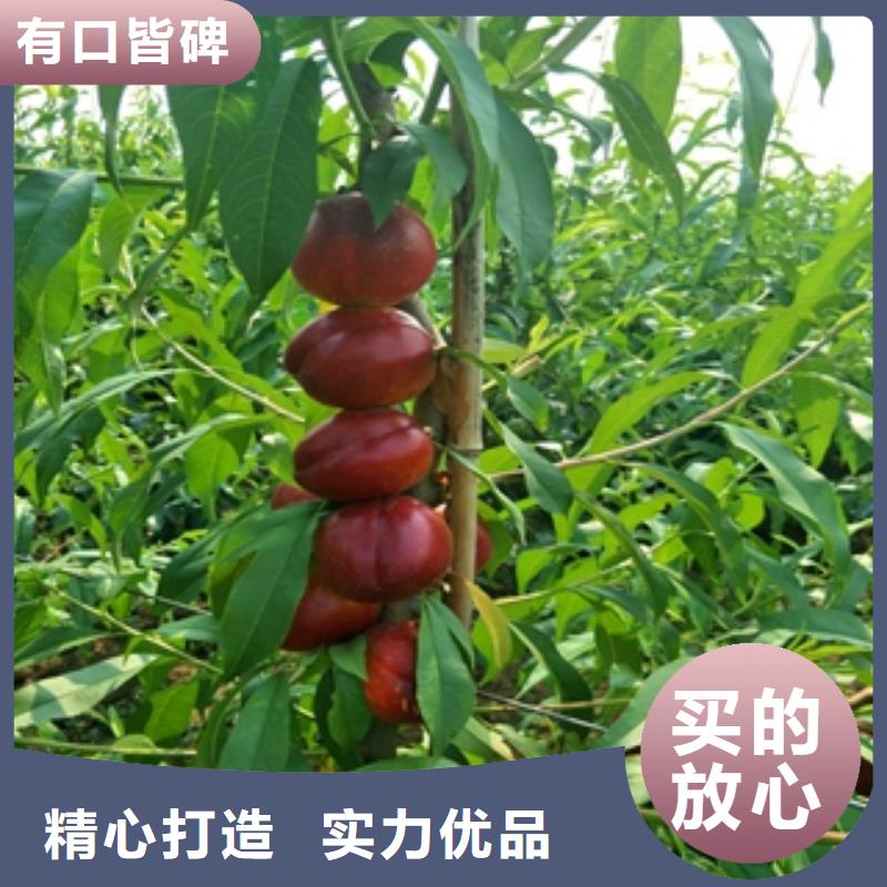 【桃树】钙果苗源头实体厂商