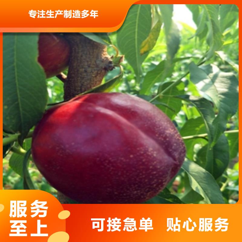 桃树占地果树采购无忧