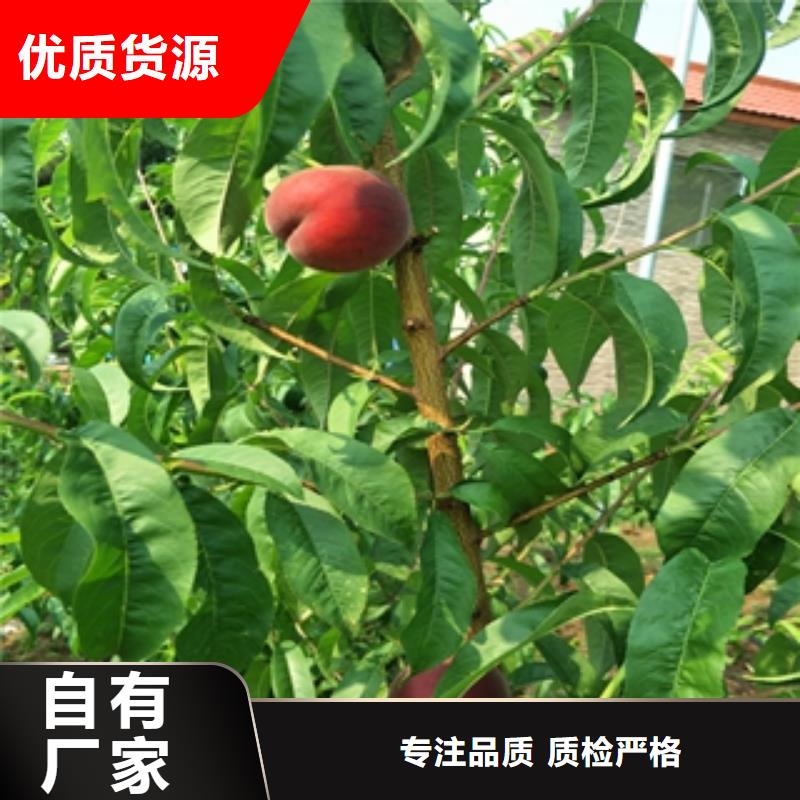 桃树核桃苗樱花苗长果桑树苗精心