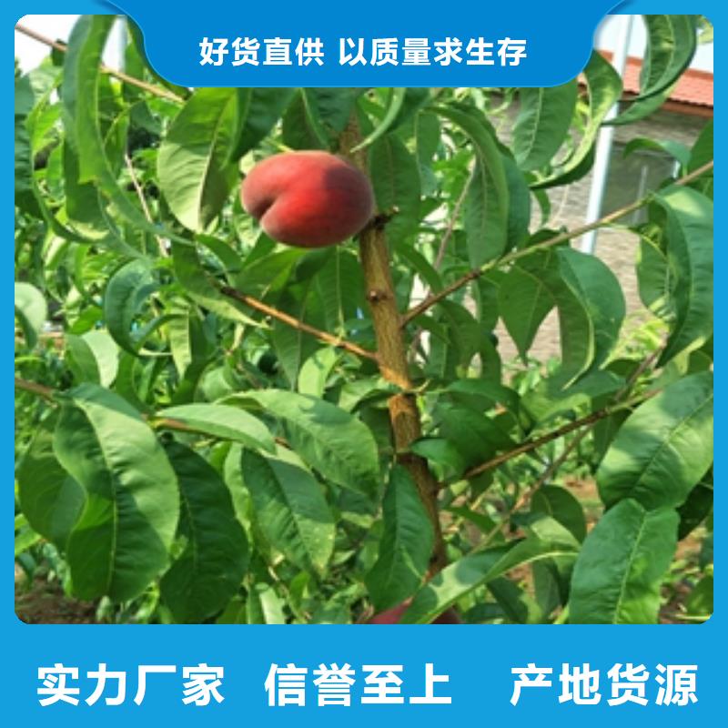 桃树占地果树常年供应