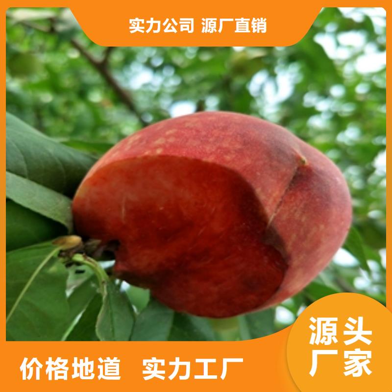 桃树 【核桃苗 樱花苗 长果桑树苗】诚信商家由正家为您