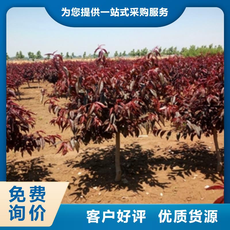 桃树 【核桃苗 樱花苗 长果桑树苗】诚信商家由正家为您