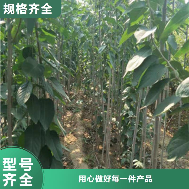 视频:【正家】售后无忧【杜仲】-蓝莓苗厂家新品