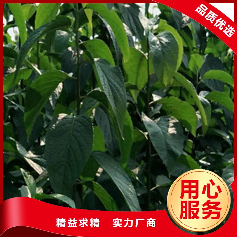 视频:【正家】售后无忧【杜仲】-蓝莓苗厂家新品