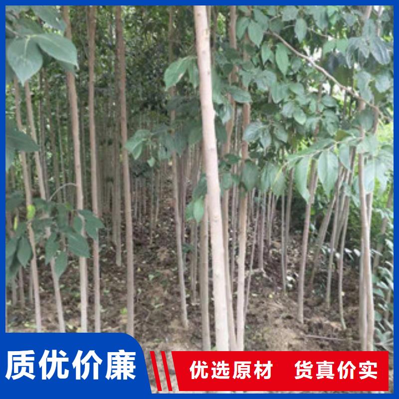 随到随提【杜仲】,国槐大品牌值得信赖_泰安正家园艺场