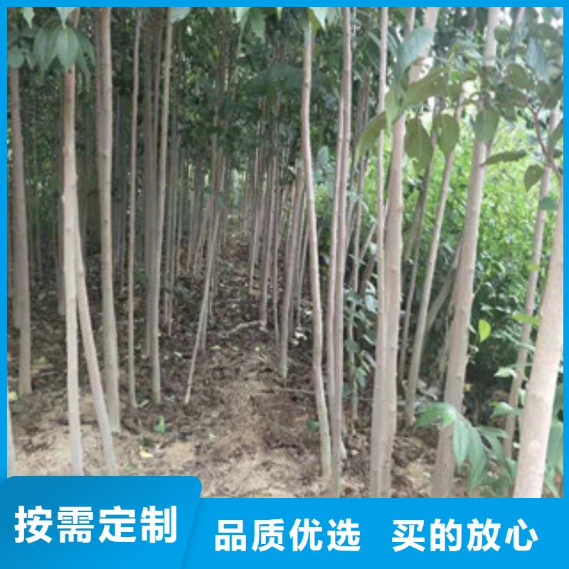 正家【杜仲】,国槐大品牌值得信赖二八商务