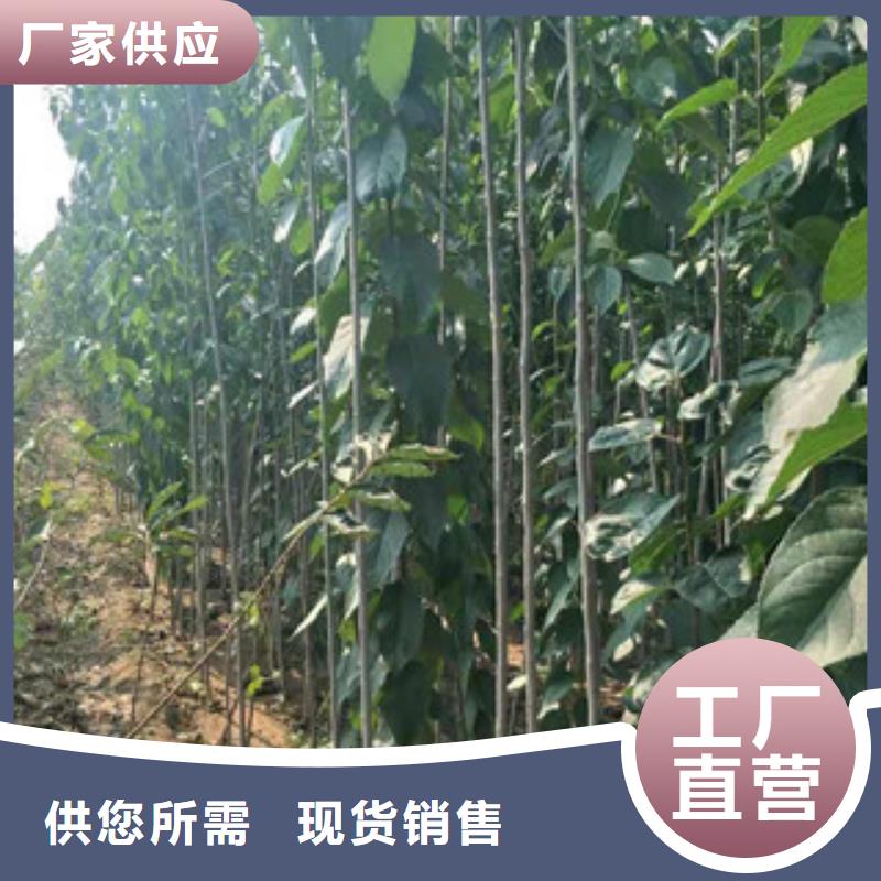 视频:【正家】售后无忧【杜仲】-蓝莓苗厂家新品