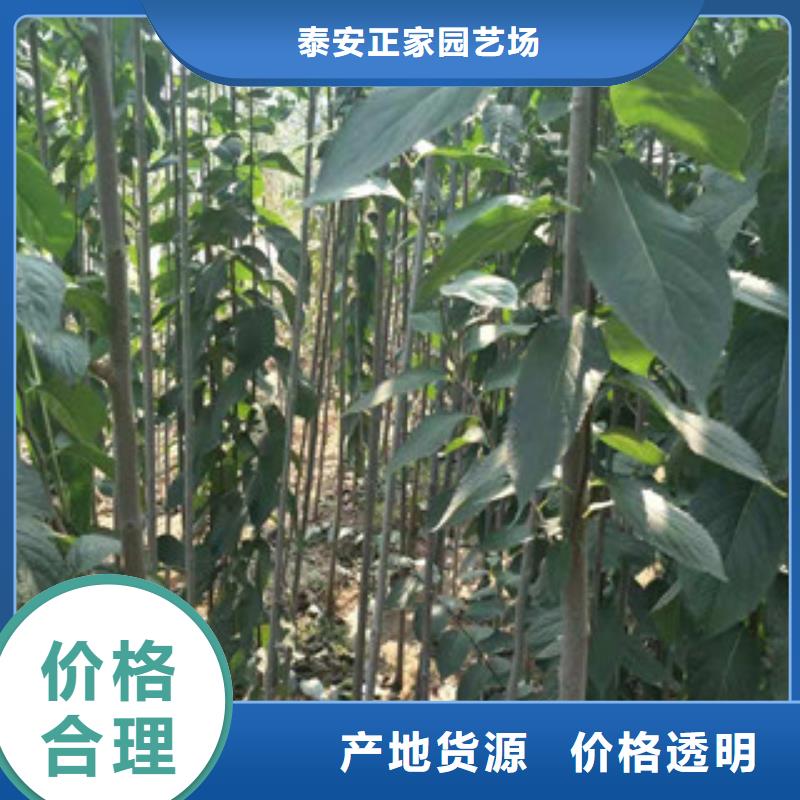 视频:【正家】售后无忧【杜仲】-蓝莓苗厂家新品