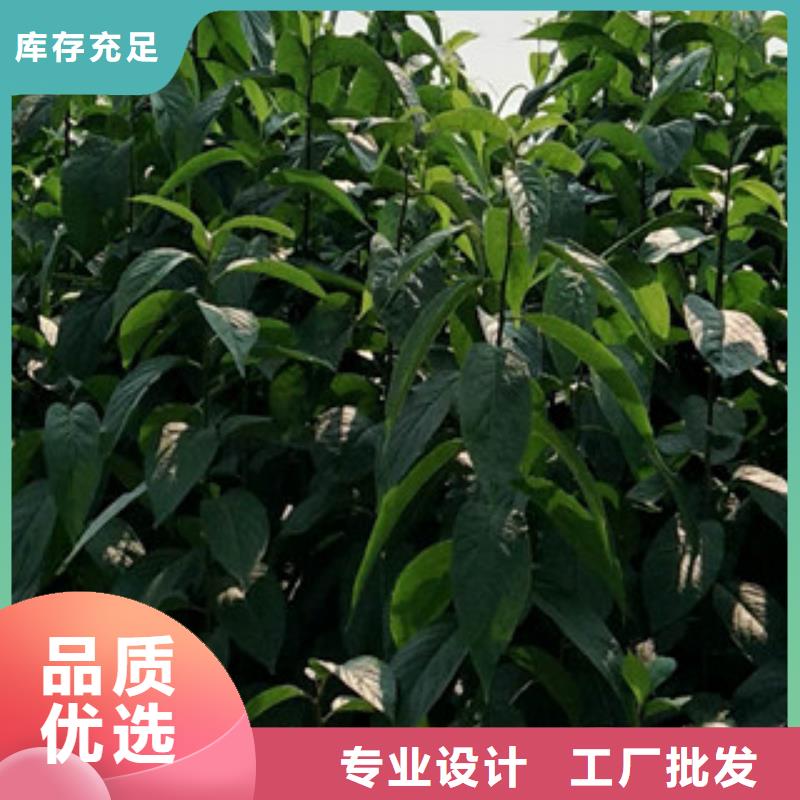 视频:【正家】售后无忧【杜仲】-蓝莓苗厂家新品