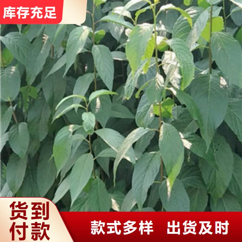 视频:【正家】售后无忧【杜仲】-蓝莓苗厂家新品