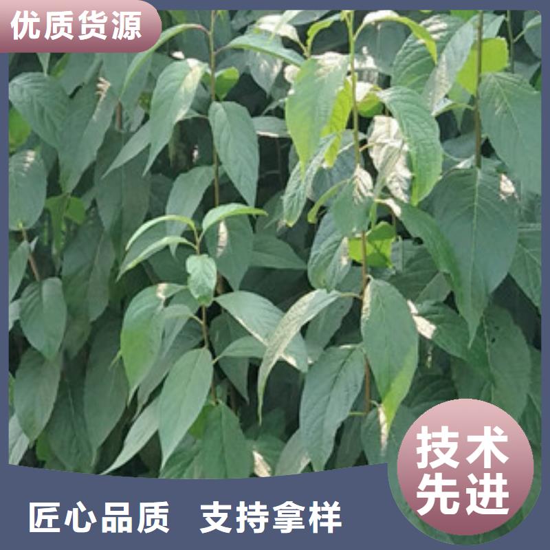 随到随提【杜仲】,国槐大品牌值得信赖_泰安正家园艺场