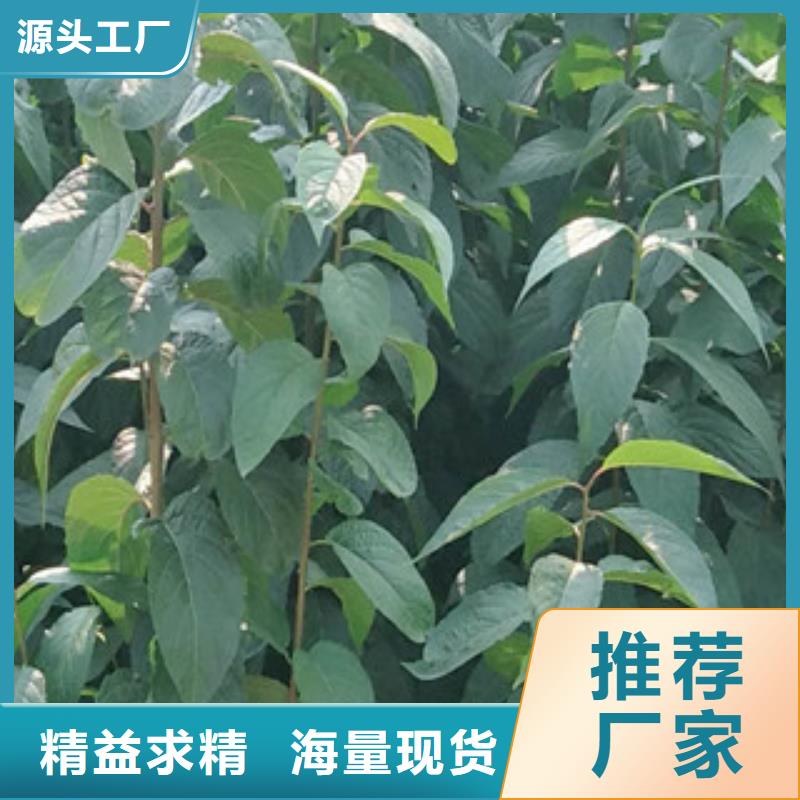 视频:【正家】售后无忧【杜仲】-蓝莓苗厂家新品