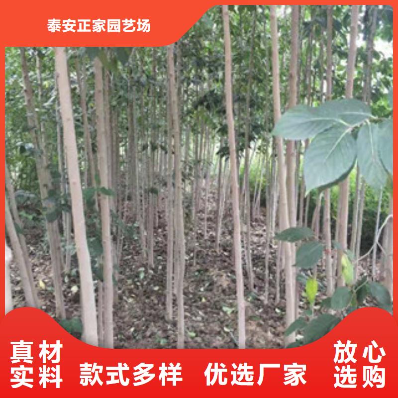 正家【杜仲】,国槐大品牌值得信赖二八商务