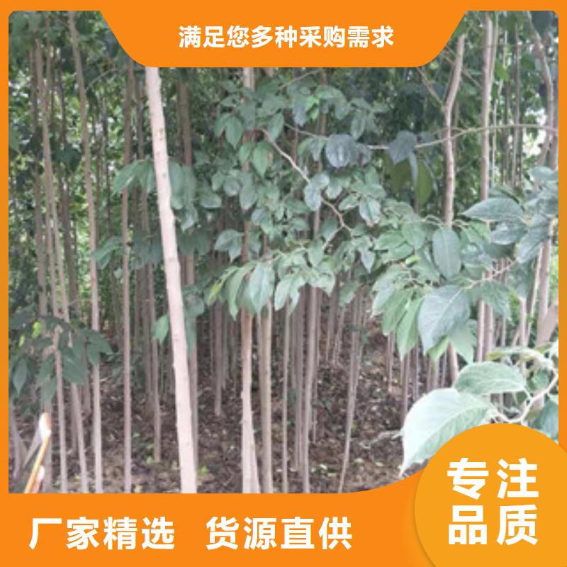 杜仲_【绿化树 绿化工程】产地厂家直销-服务范围包括夷陵|当阳|恩施|黄冈|襄阳|武汉|咸宁等