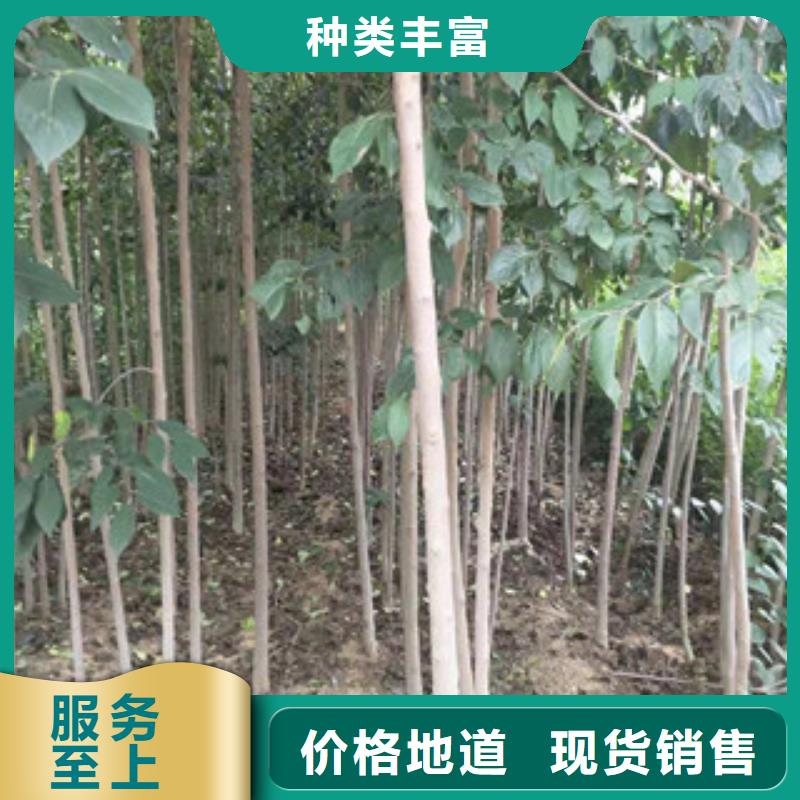【杜仲】-蓝莓苗厂家新品-正家园艺场(衡水市分公司)