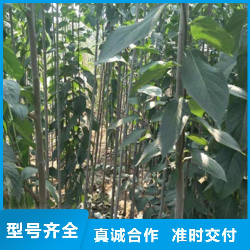 正家【杜仲】,国槐大品牌值得信赖二八商务