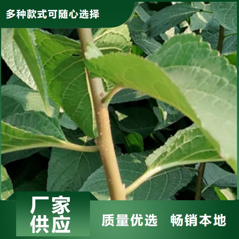 【杜仲】-蓝莓苗厂家新品-正家园艺场(衡水市分公司)