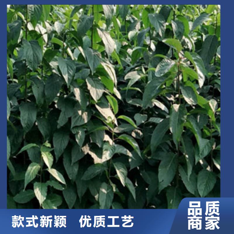 随到随提【杜仲】,国槐大品牌值得信赖_泰安正家园艺场