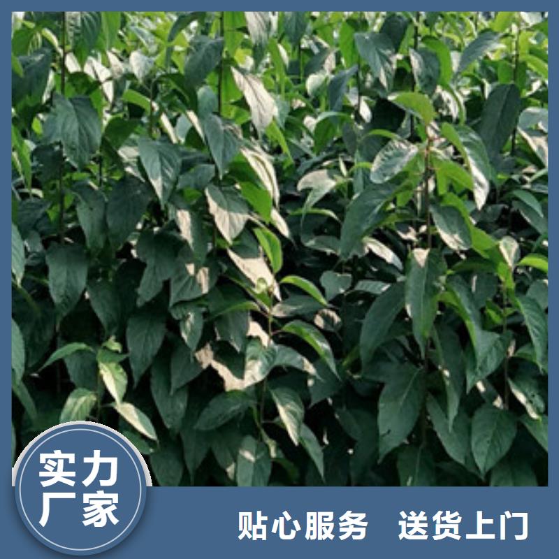 【杜仲】-蓝莓苗厂家新品-正家园艺场(衡水市分公司)