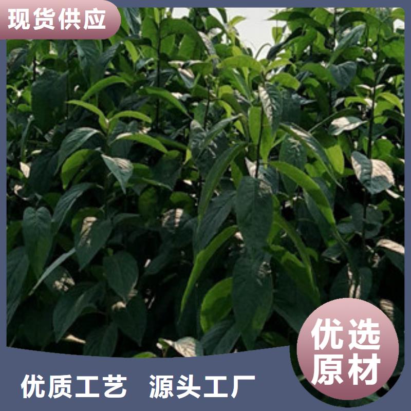 视频:【正家】售后无忧【杜仲】-蓝莓苗厂家新品