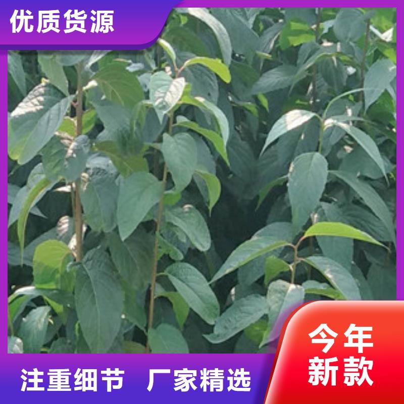 视频:【正家】售后无忧【杜仲】-蓝莓苗厂家新品