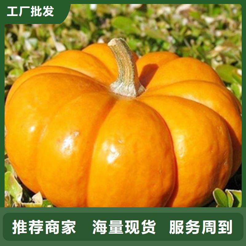 无皮南瓜粒全国发货