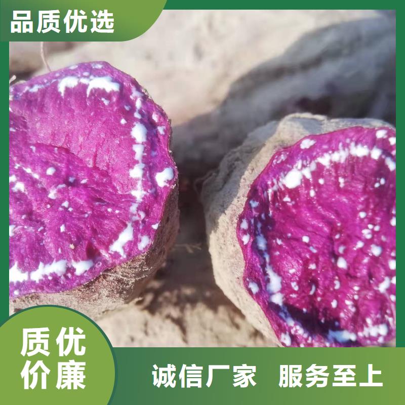 【 紫薯苗-胡萝卜粉专业生产制造厂】实力厂家