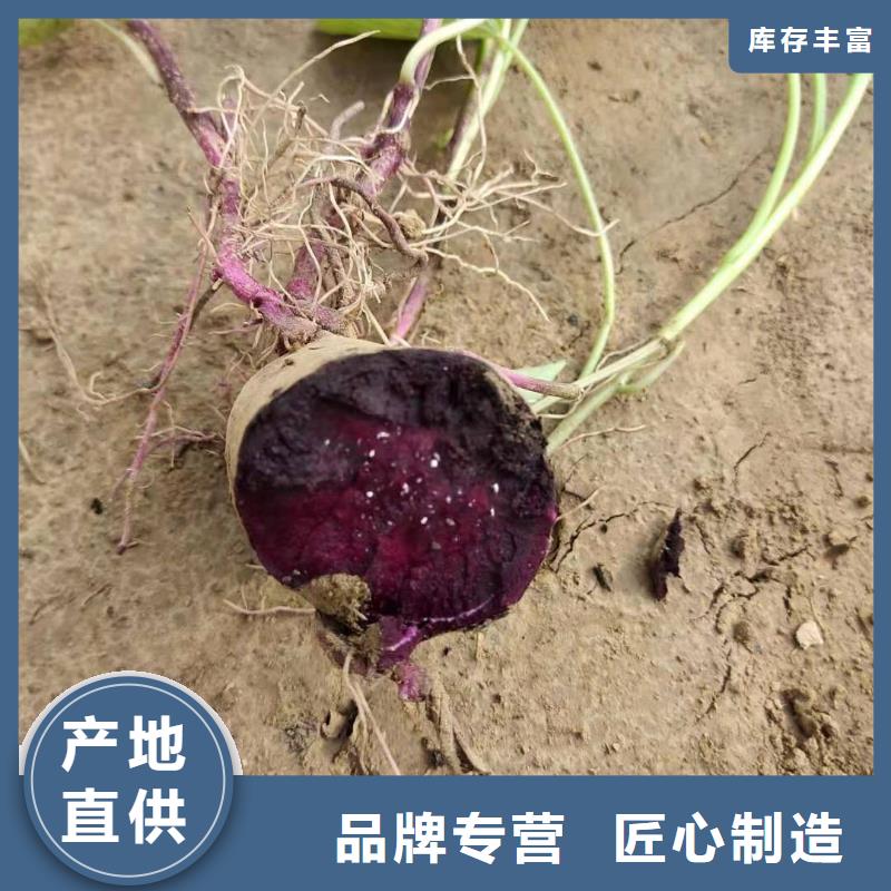 乐农【紫薯苗】-紫薯粉经久耐用-二八商务